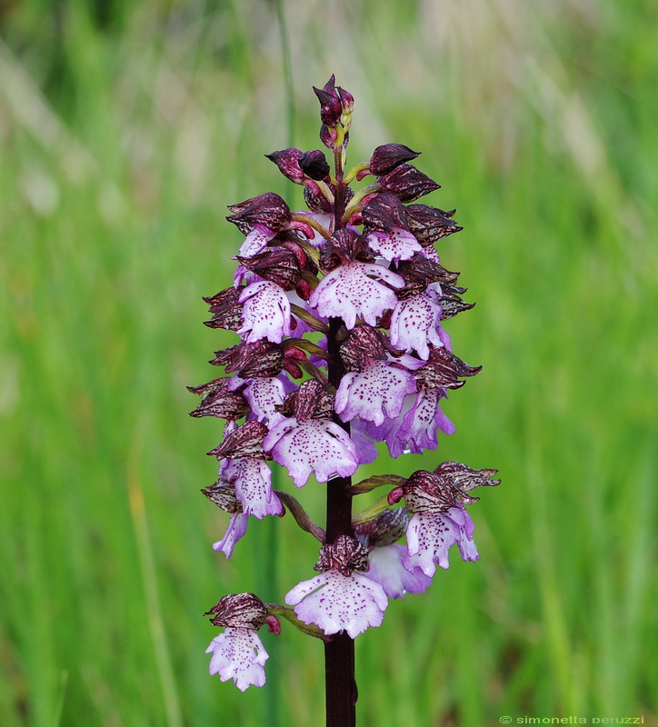 Orchidee del Chianti - Ophrys sphegodes e altre...